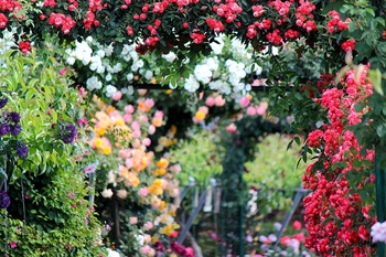 rose-2721846_1920.jpg