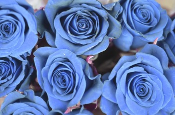rose-821184_1920.jpg