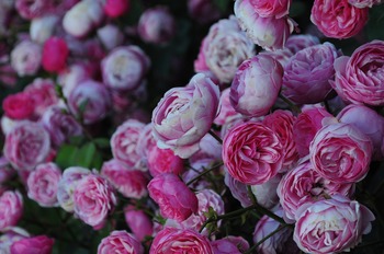 roses-2966208_1920.jpg